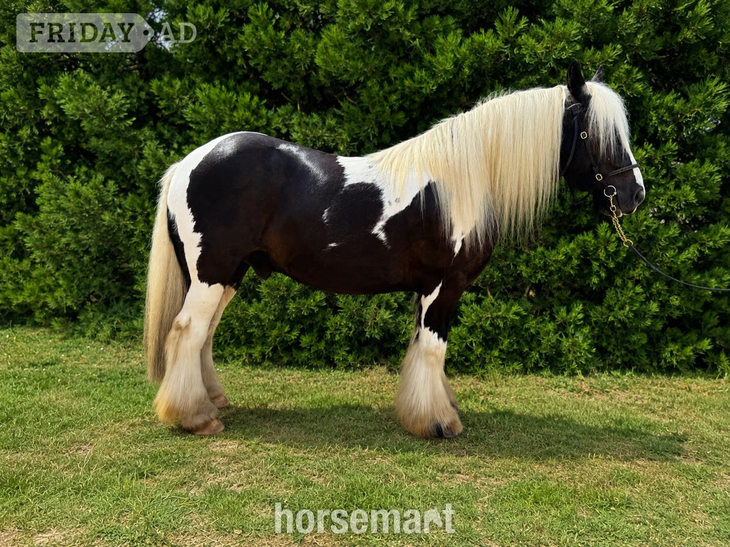 Henfield "Billy" Piebald Gelding Cob/Heavy Horse