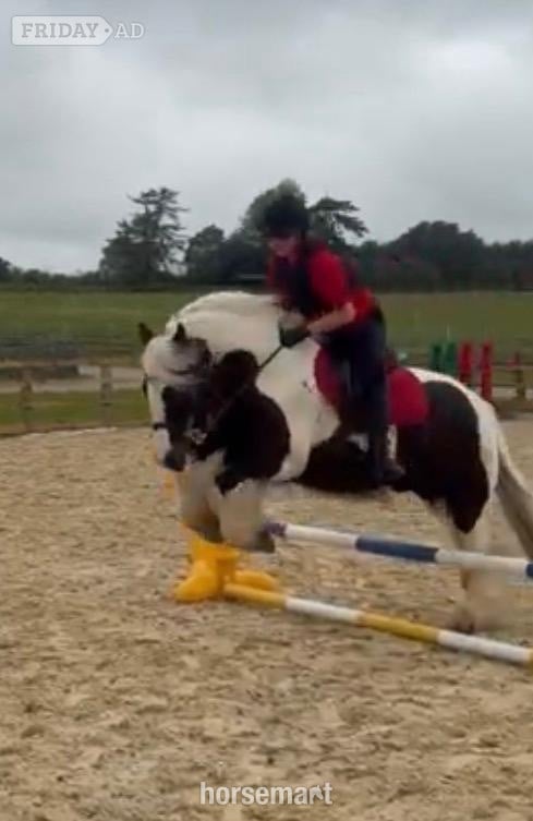 "Billy" Piebald Gelding Cob/Heavy Horse - Horses in Henfield