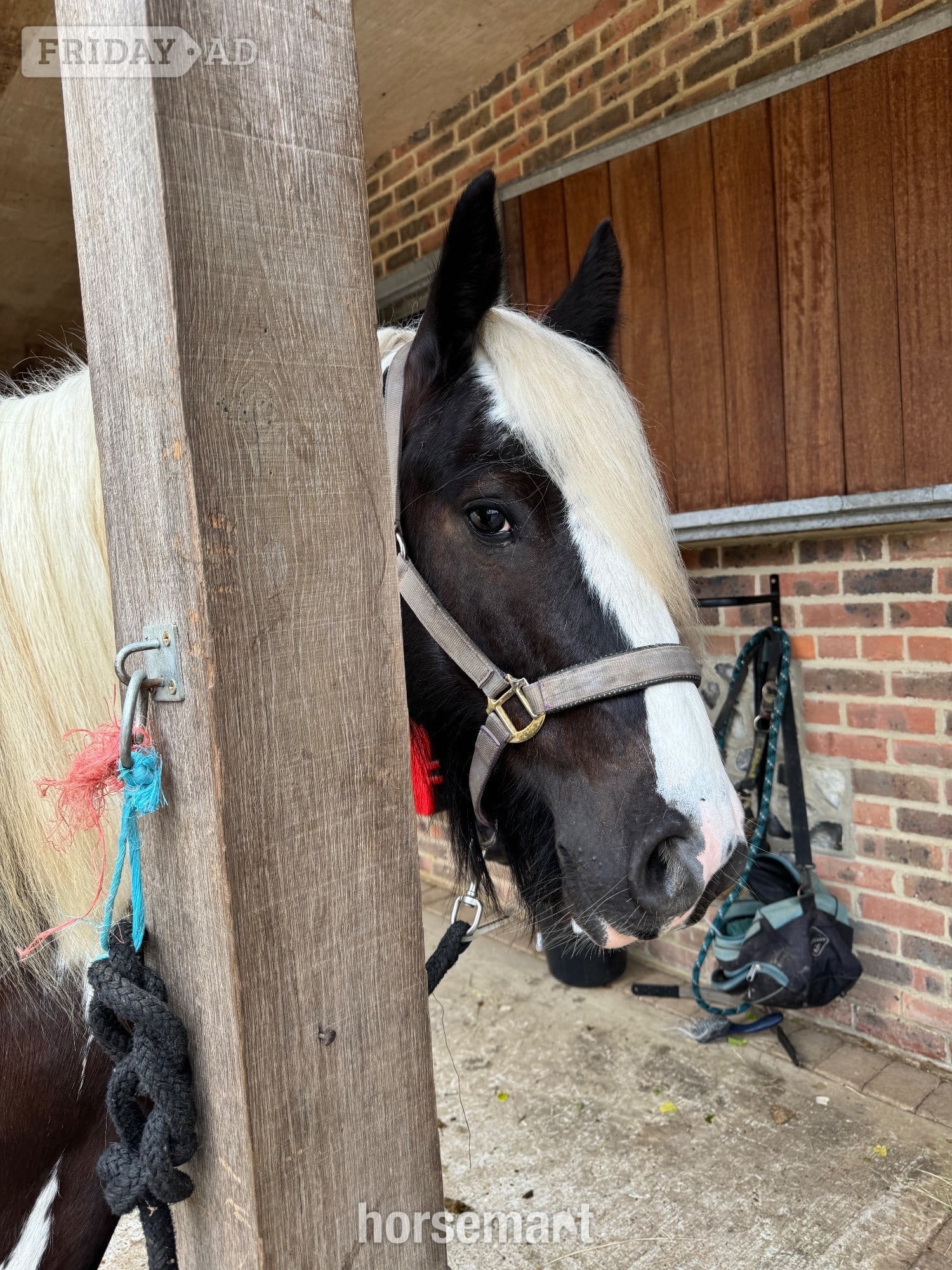 "Billy" Piebald Gelding Cob/Heavy Horse - Horses