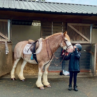 "Brandy" Strawberry Roan Gelding All Rounder