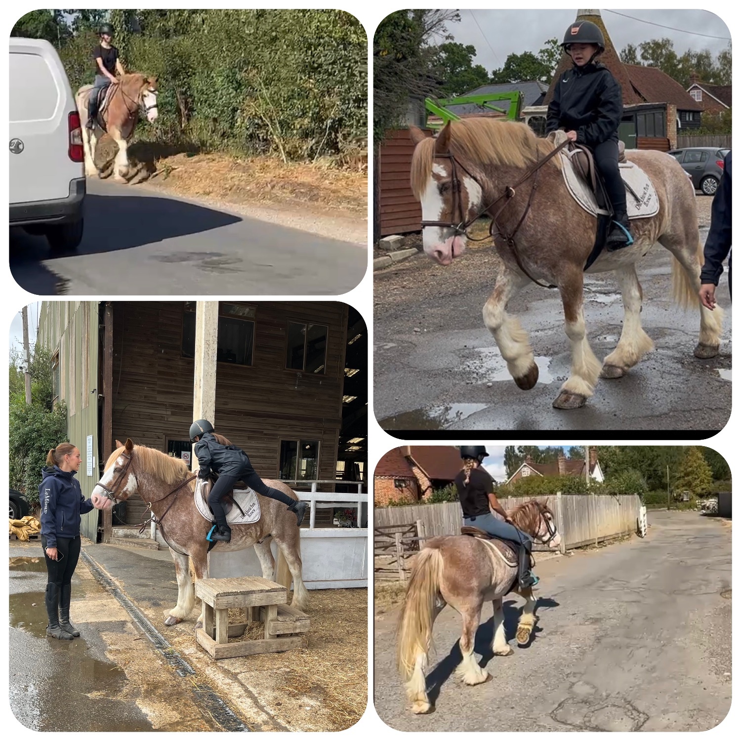 "Brandy" Strawberry Roan Gelding All Rounder