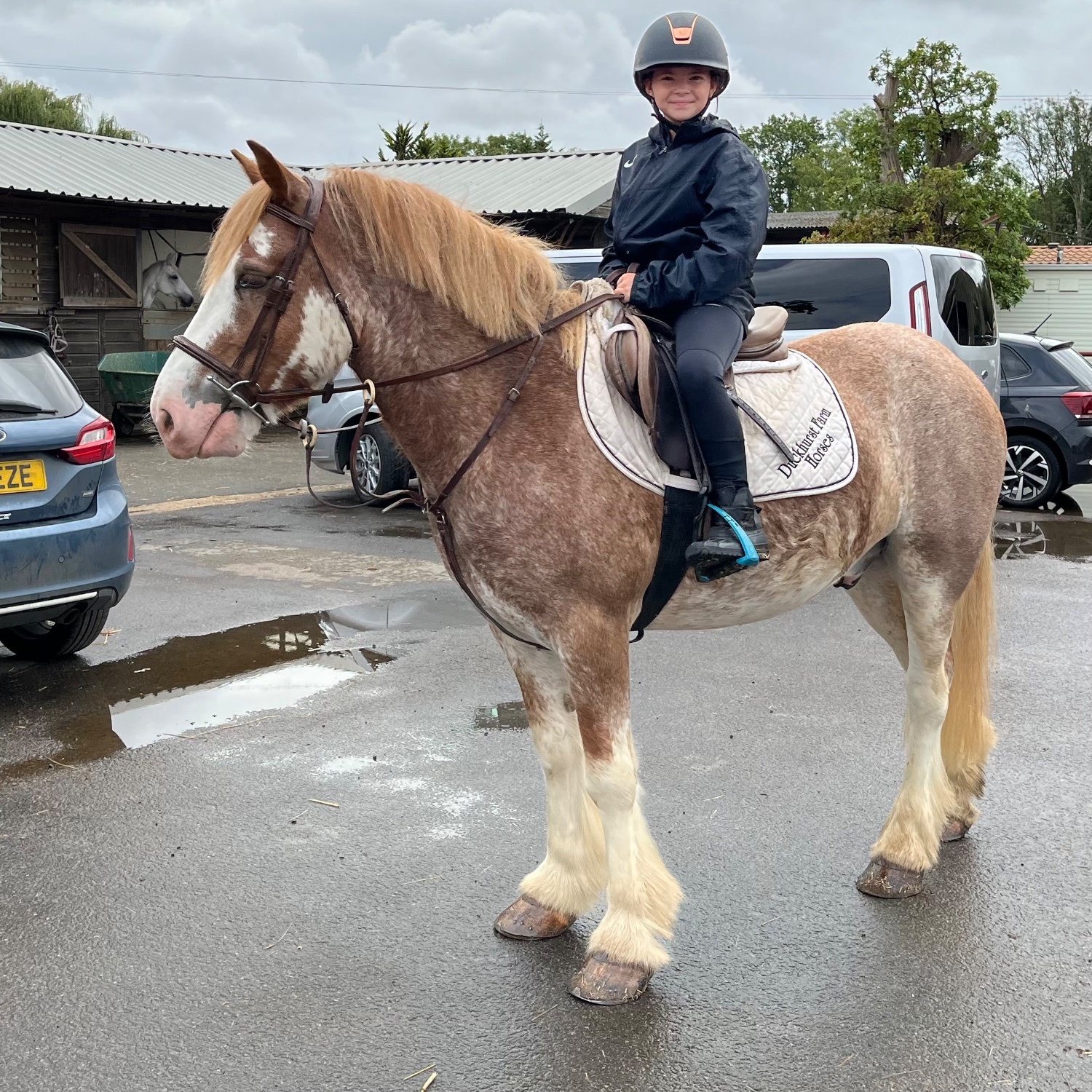 Staplehurst "Brandy" Strawberry Roan Gelding All Rounder