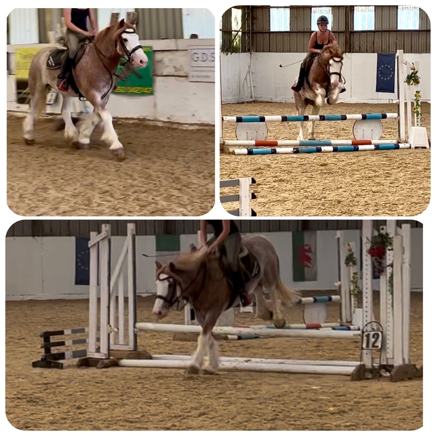 "Brandy" Strawberry Roan Gelding All Rounder - Horses in Staplehurst