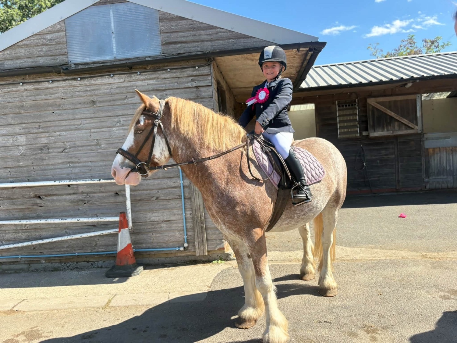 "Brandy" Strawberry Roan Gelding All Rounder - Horses