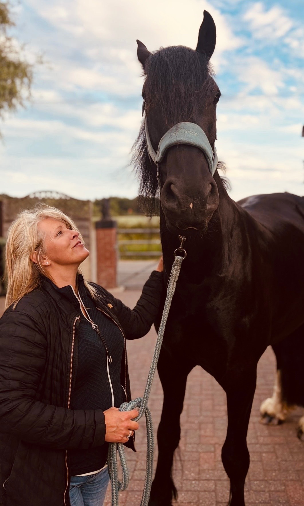 "A Sky Full Of Stars " Black Gelding Youngstock / Foal