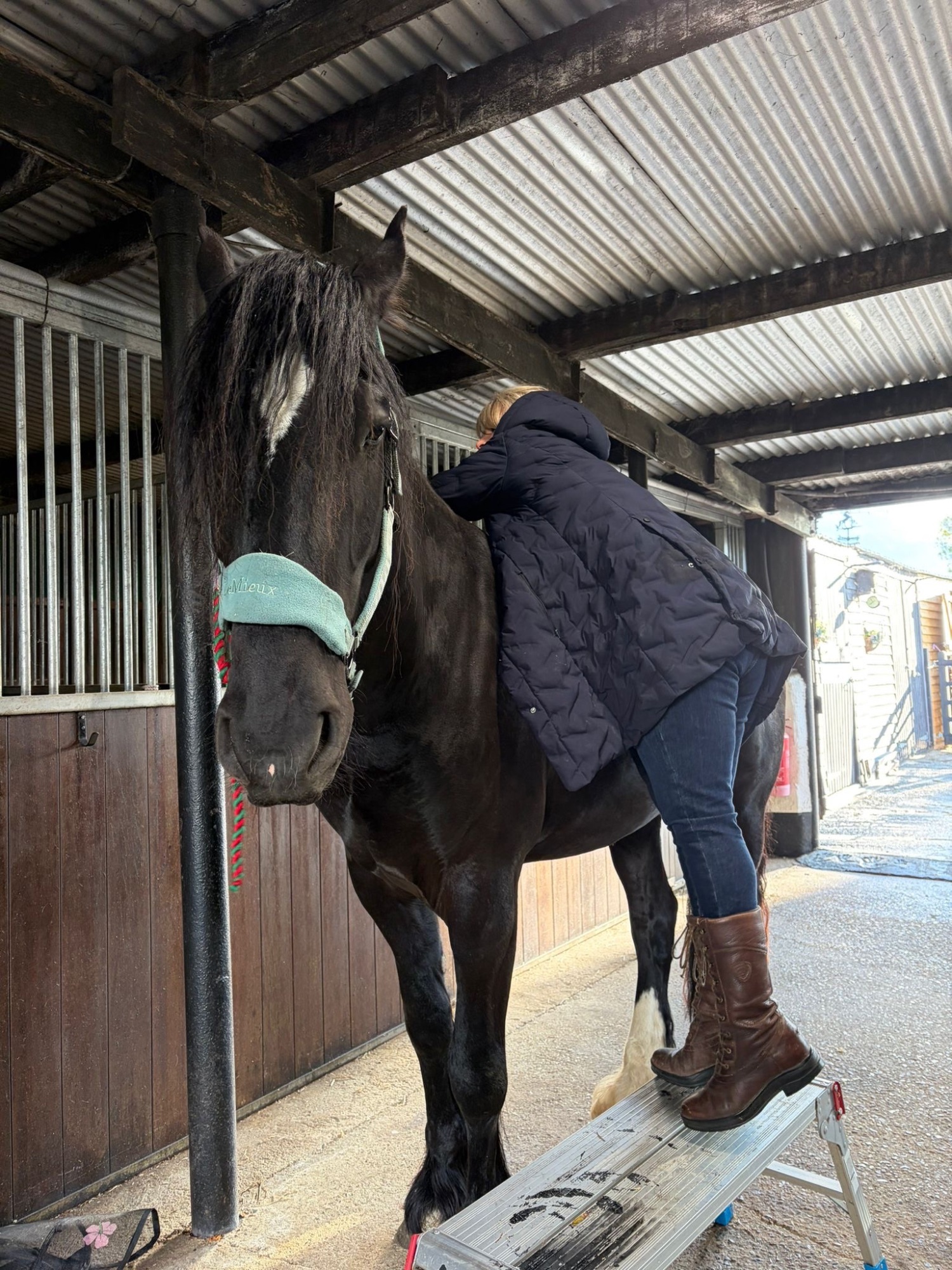 Bungay "A Sky Full Of Stars " Black Gelding Youngstock / Foal