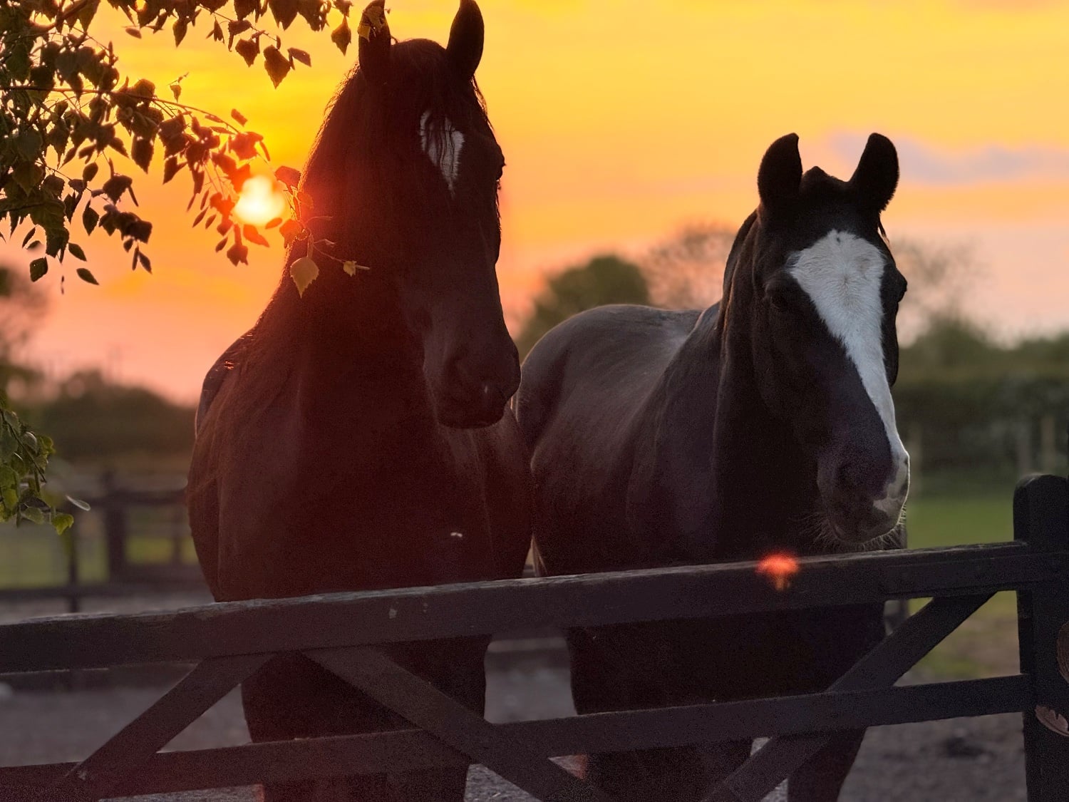 "A Sky Full Of Stars " Black Gelding Youngstock / Foal - Horses in Bungay