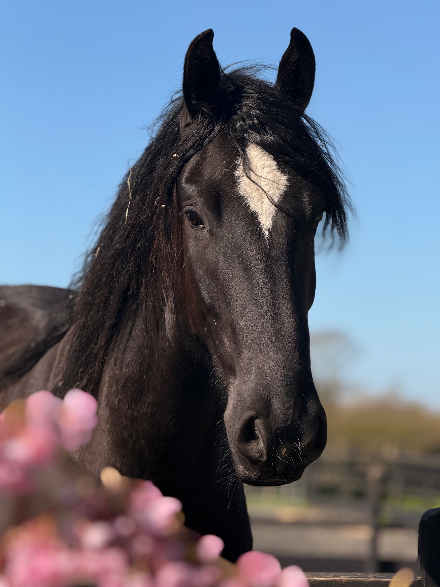 "A Sky Full Of Stars " Black Gelding Youngstock / Foal - Horses