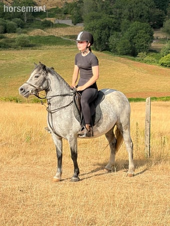"Luna" Blue Roan Mare Family Horse