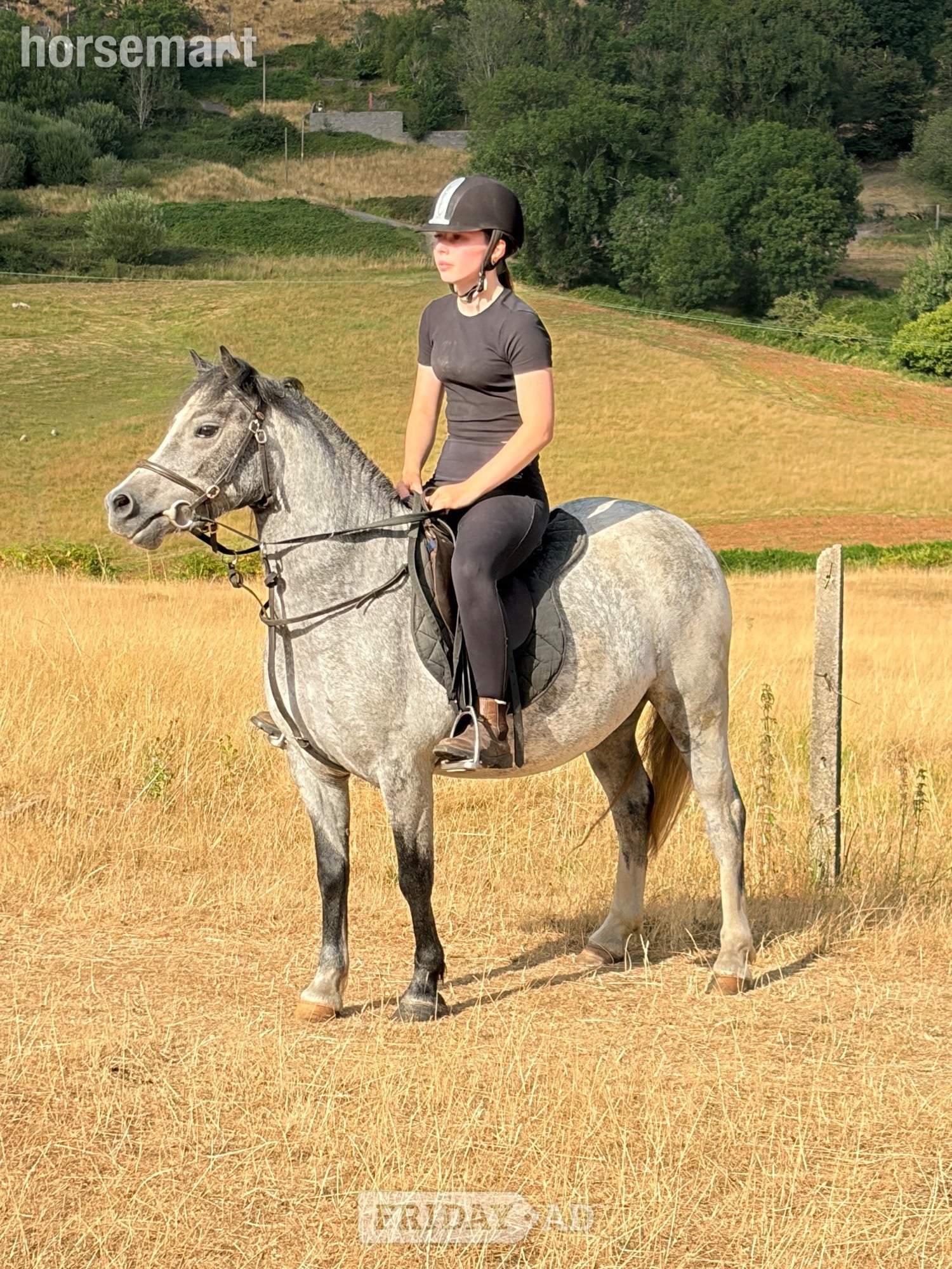 "Luna" Blue Roan Mare Family Horse in Tredegar