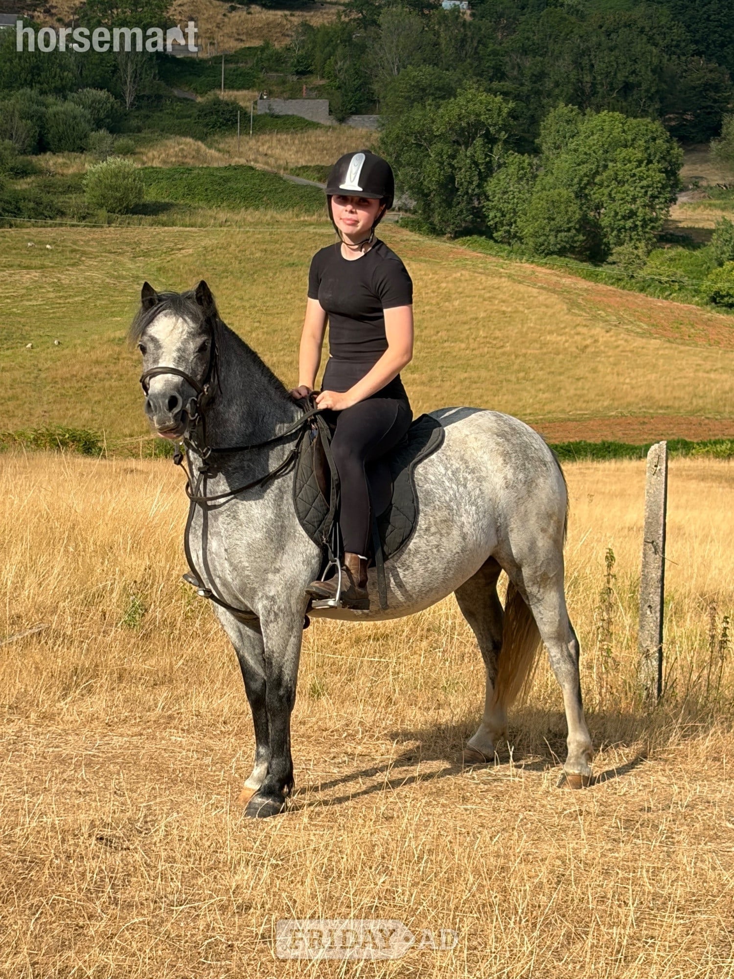 "Luna" Blue Roan Mare Family Horse
