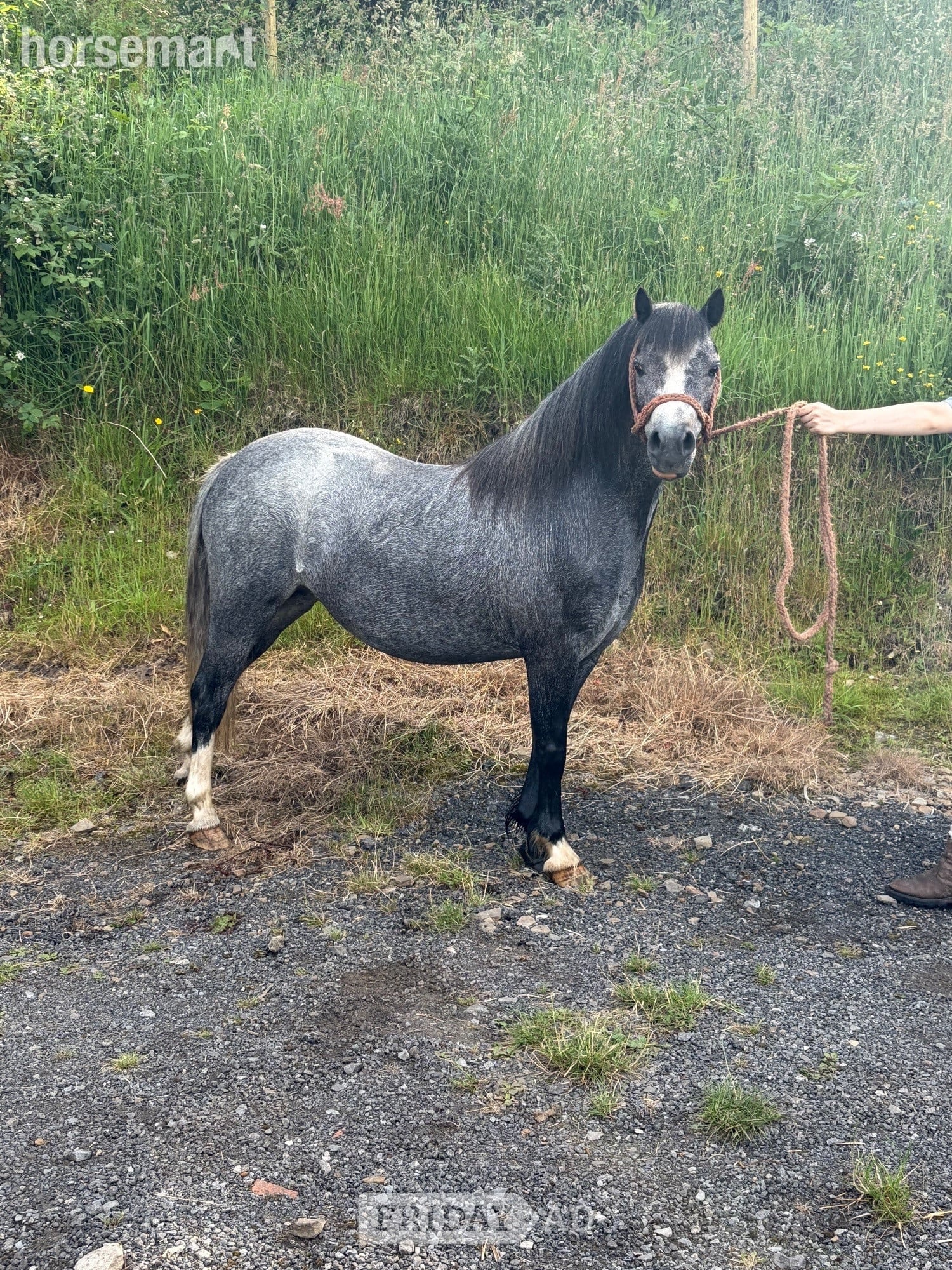 Tredegar "Luna" Blue Roan Mare Family Horse