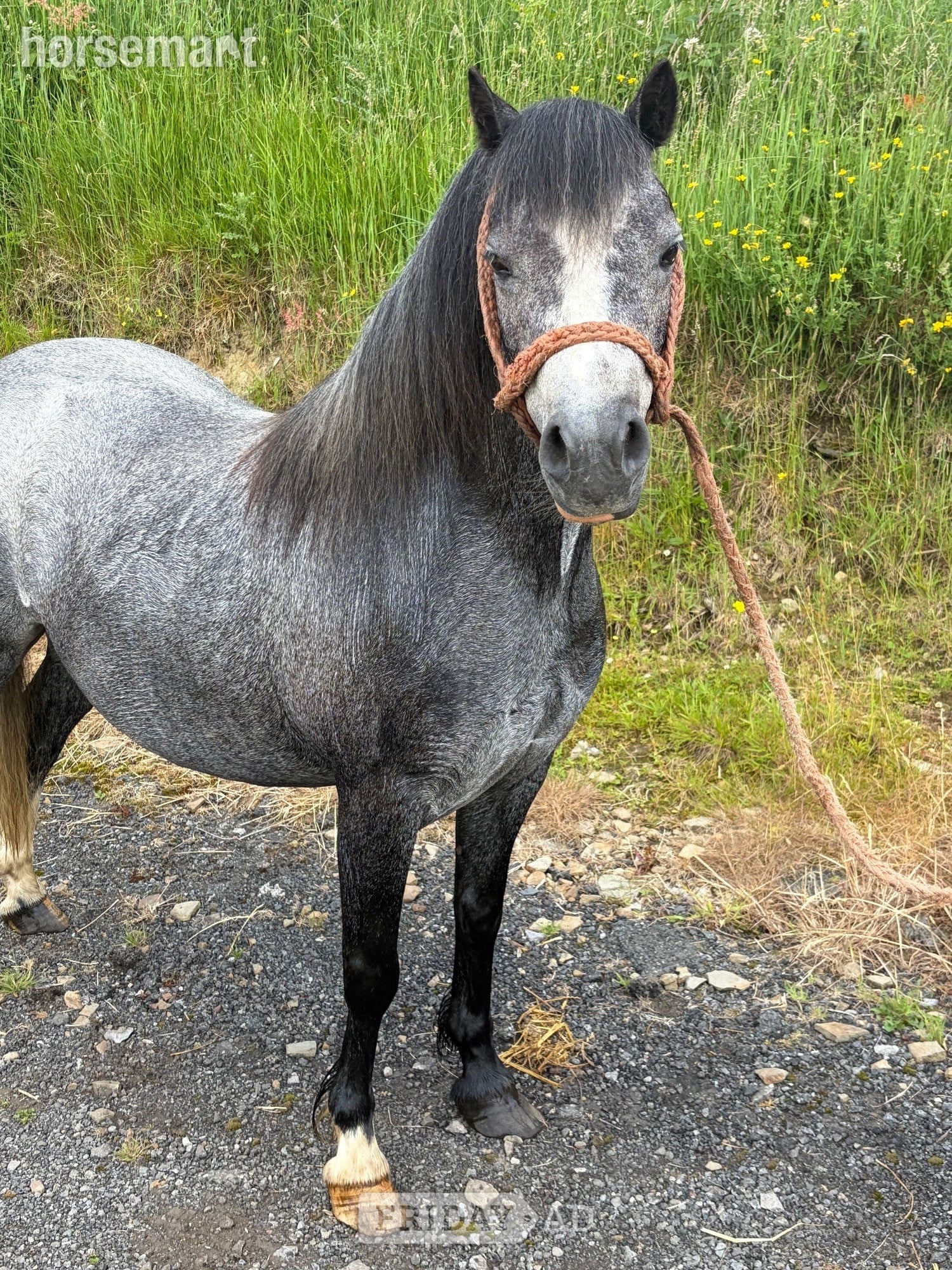 "Luna" Blue Roan Mare Family Horse - Horses in Tredegar