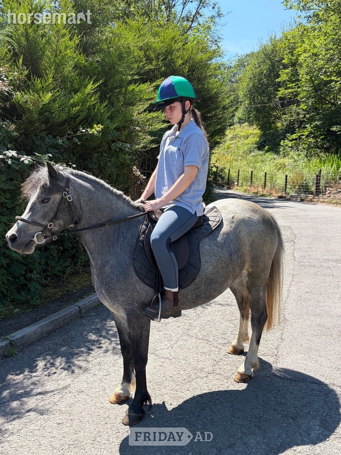 "Luna" Blue Roan Mare Family Horse - Horses