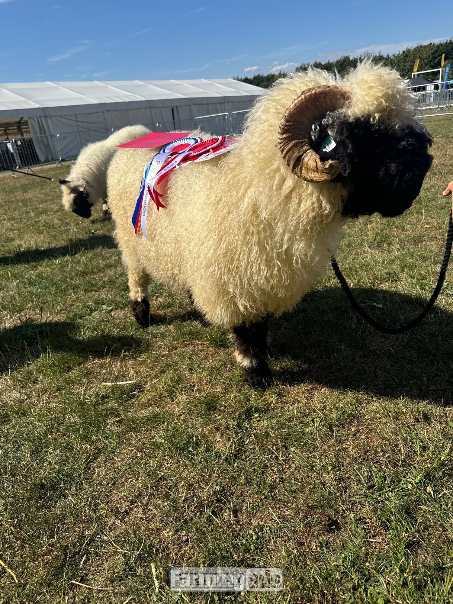 Valais Blacknose Ram in Tonbridge