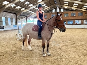 "Minari" Strawberry Roan Mare All Rounder