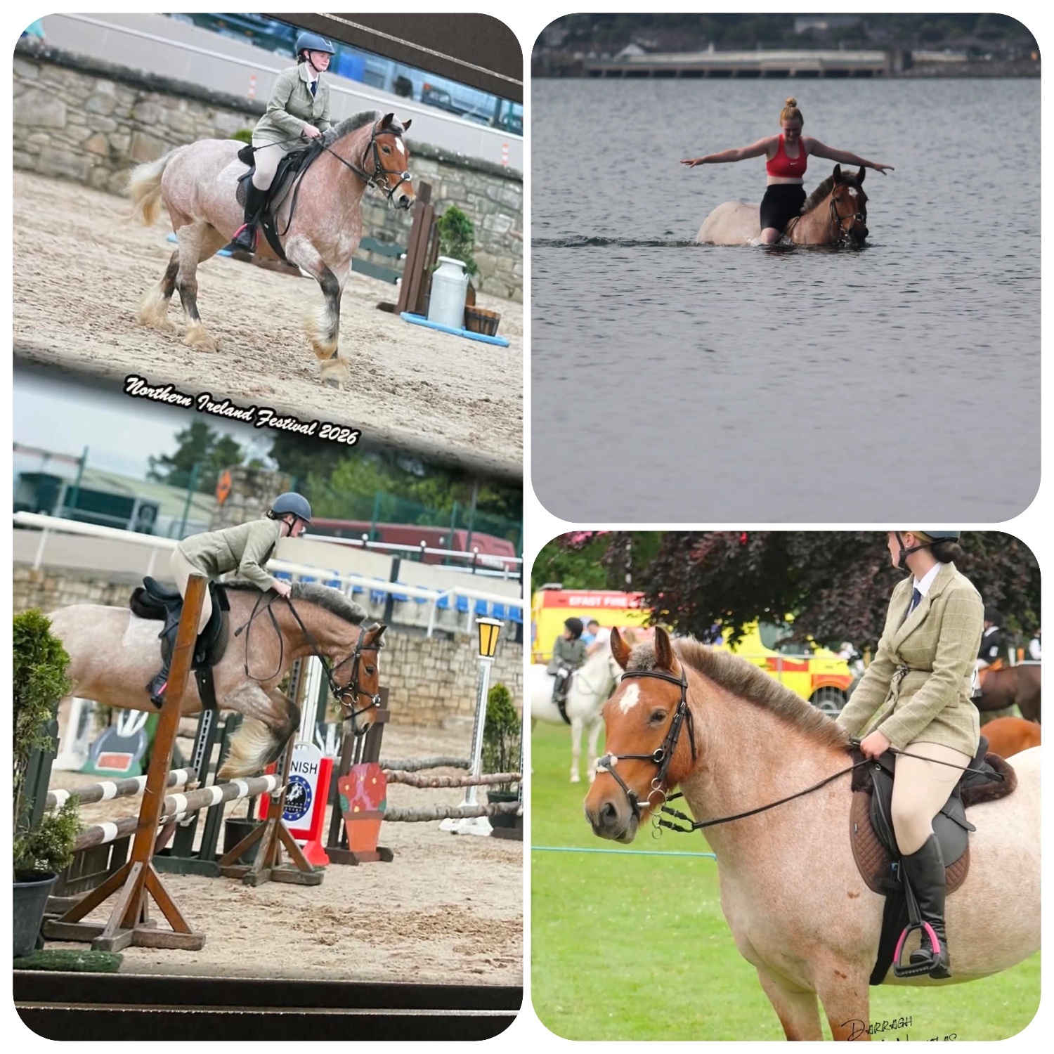 "Minari" Strawberry Roan Mare All Rounder