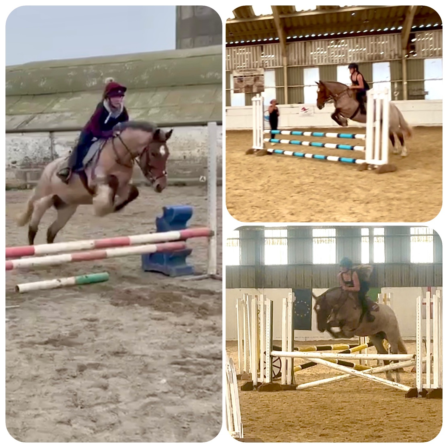 "Minari" Strawberry Roan Mare All Rounder - Horses in Staplehurst