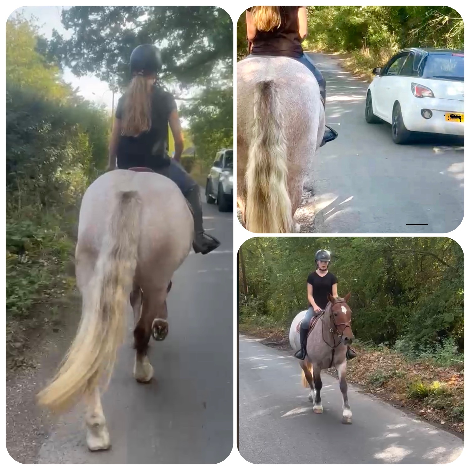 "Minari" Strawberry Roan Mare All Rounder - Horses