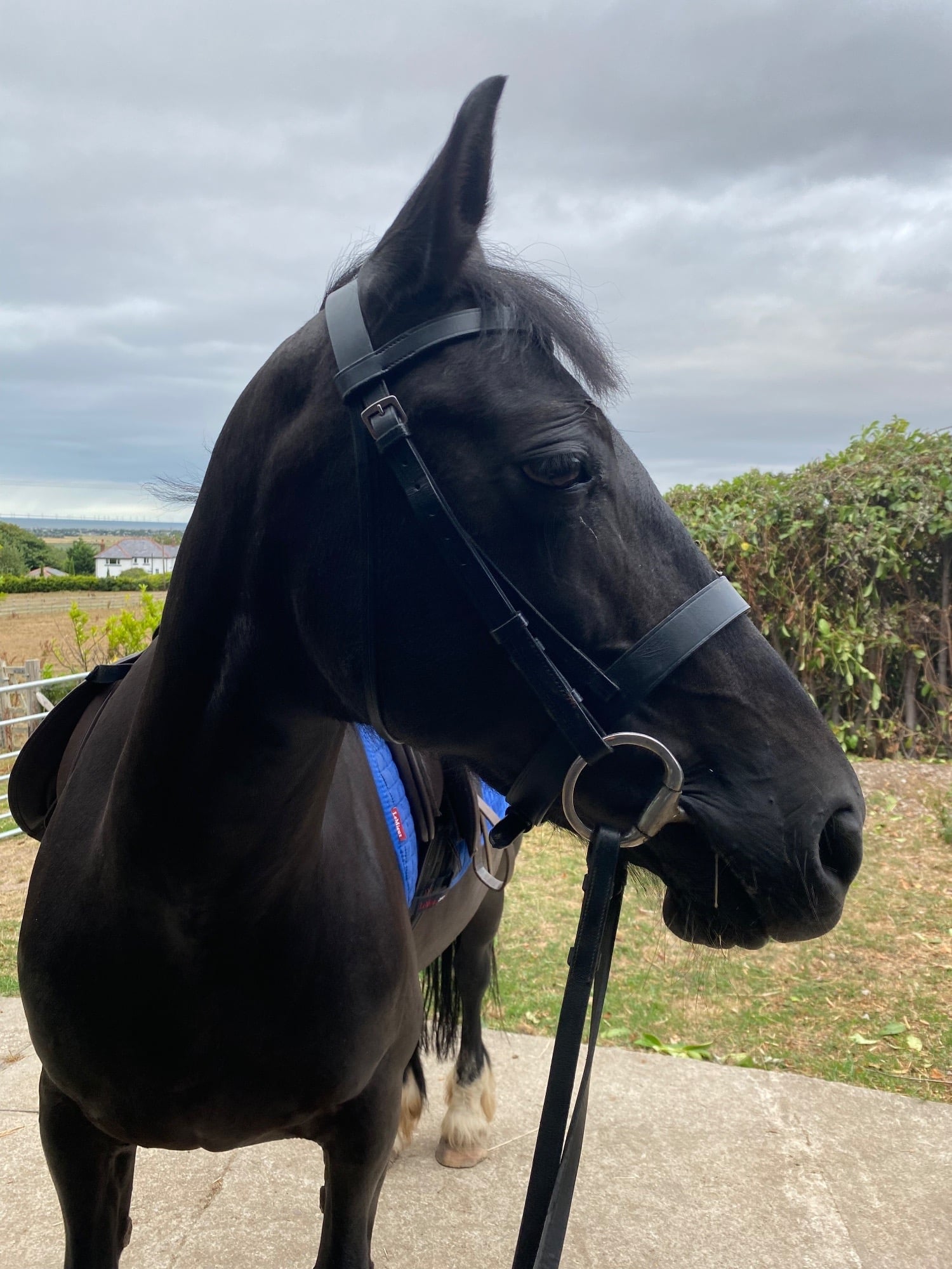 Abergele "Annie " Black Mare All Rounder