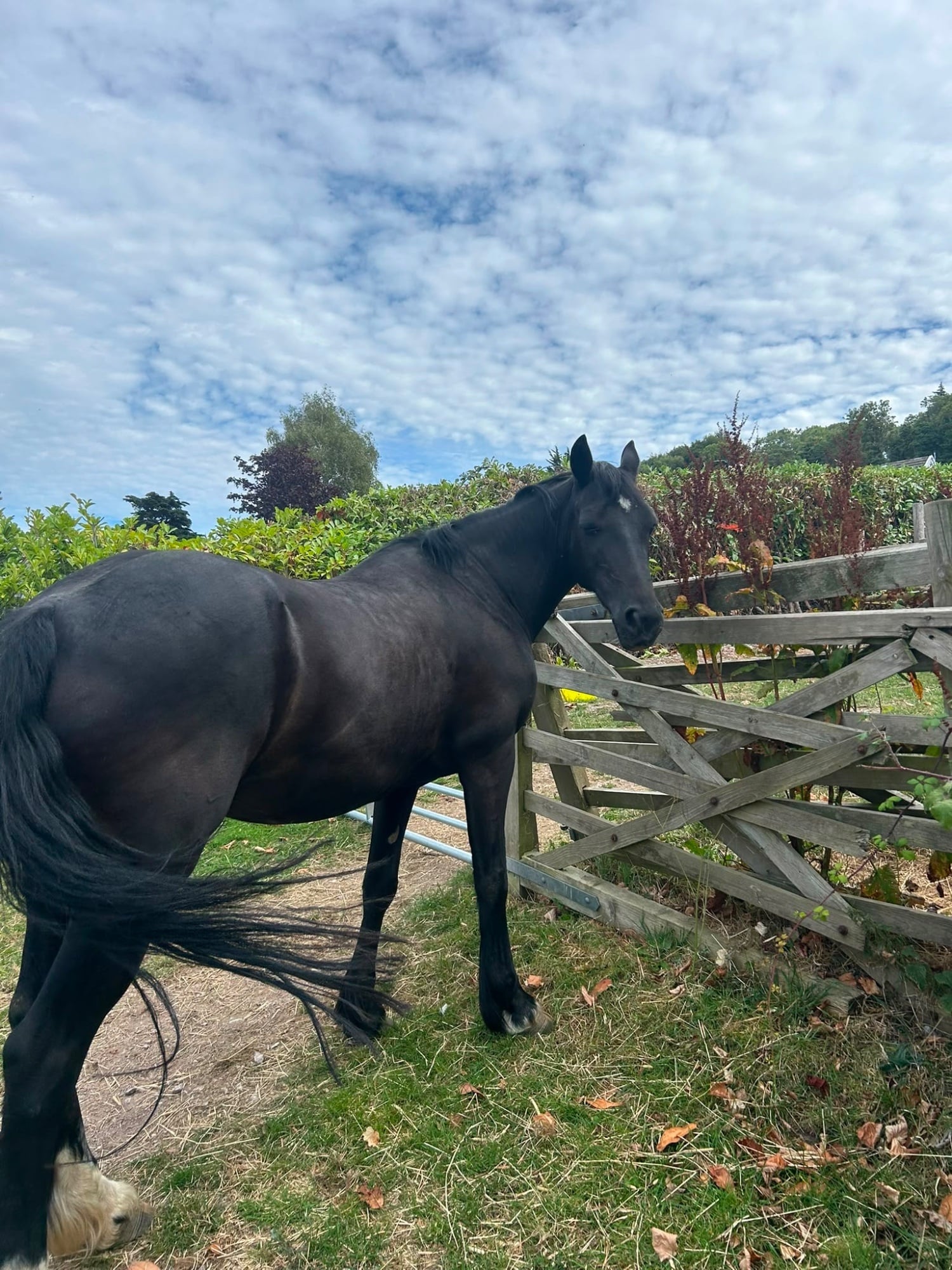 "Annie " Black Mare All Rounder - Horses in Abergele