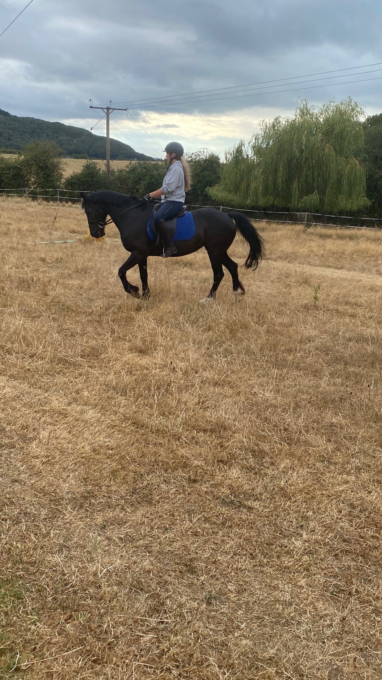 "Annie " Black Mare All Rounder - Horses