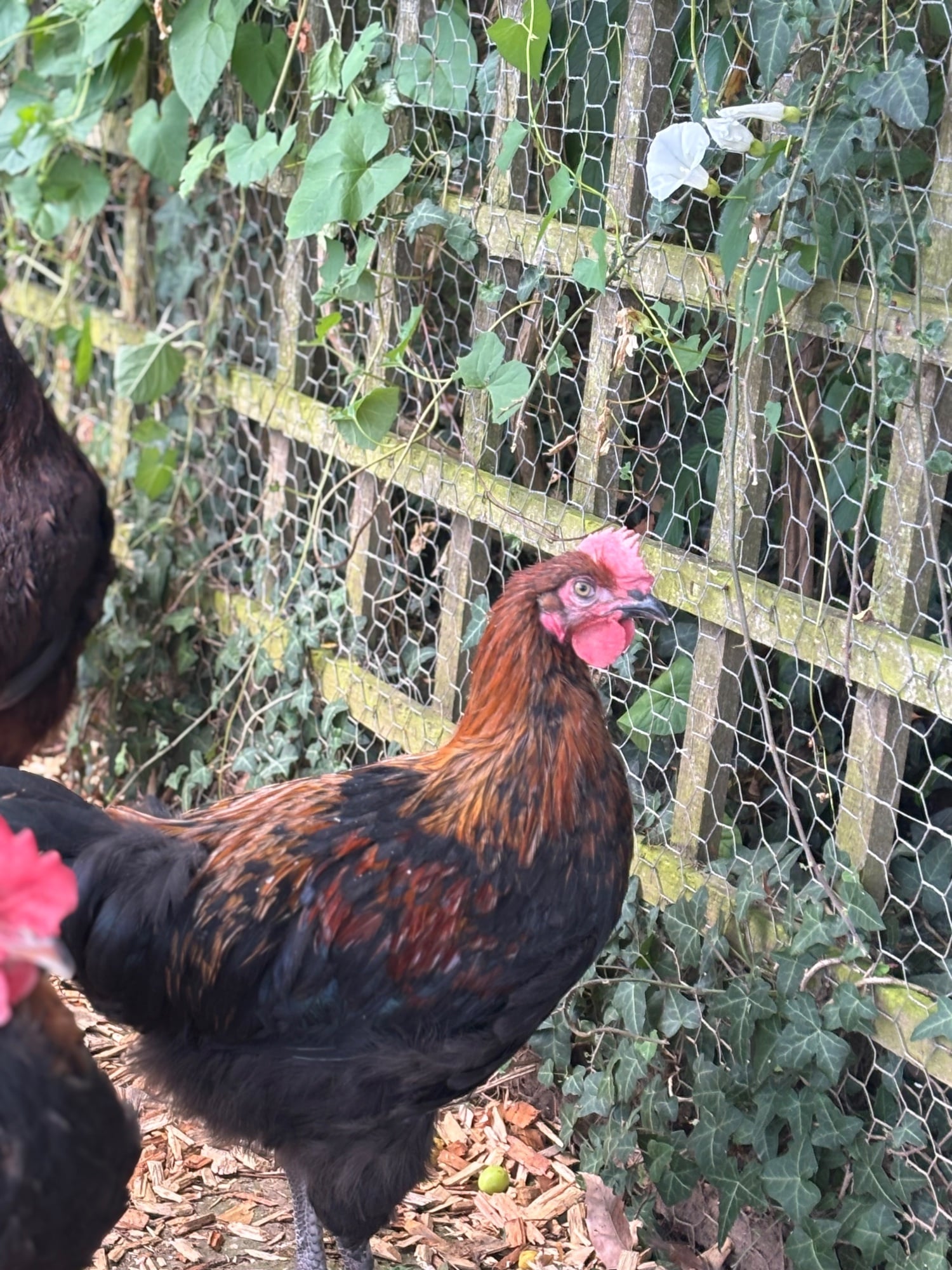 RARE BREED cockerels for sale (look at description for more) - Poultry