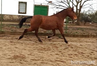 "Inma Sol" Bay Mare All Rounder