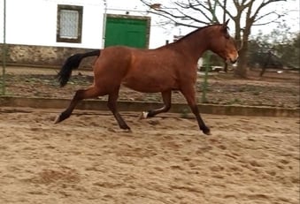"Inma Sol" Bay Mare All Rounder