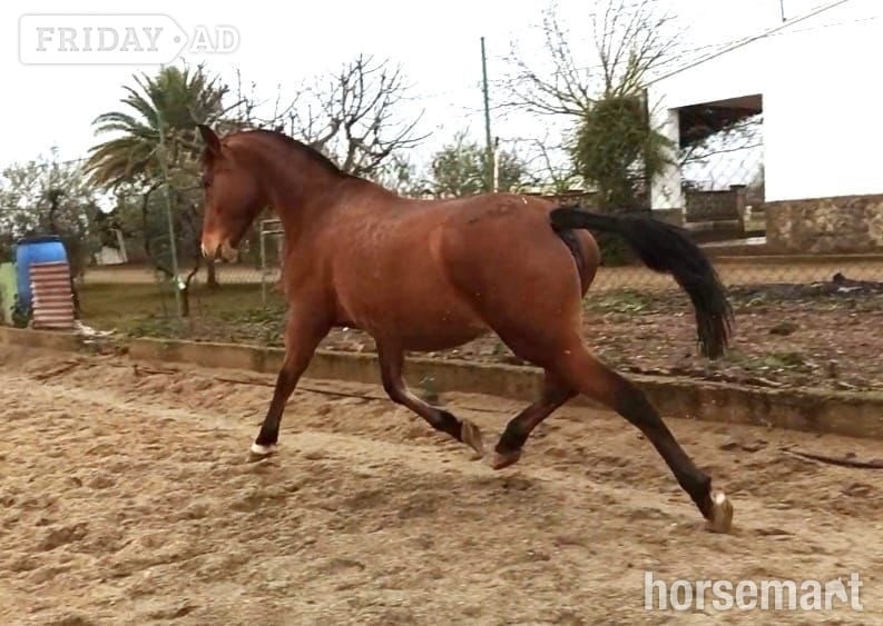 "Inma Sol" Bay Mare All Rounder