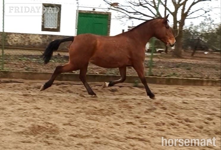 "Inma Sol" Bay Mare All Rounder in Knocknagoshel
