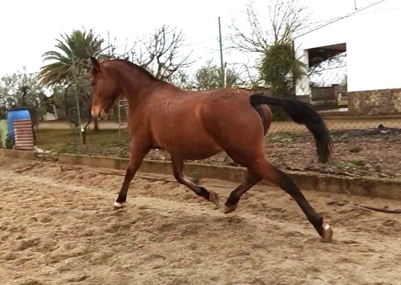 "Inma Sol" Bay Mare All Rounder