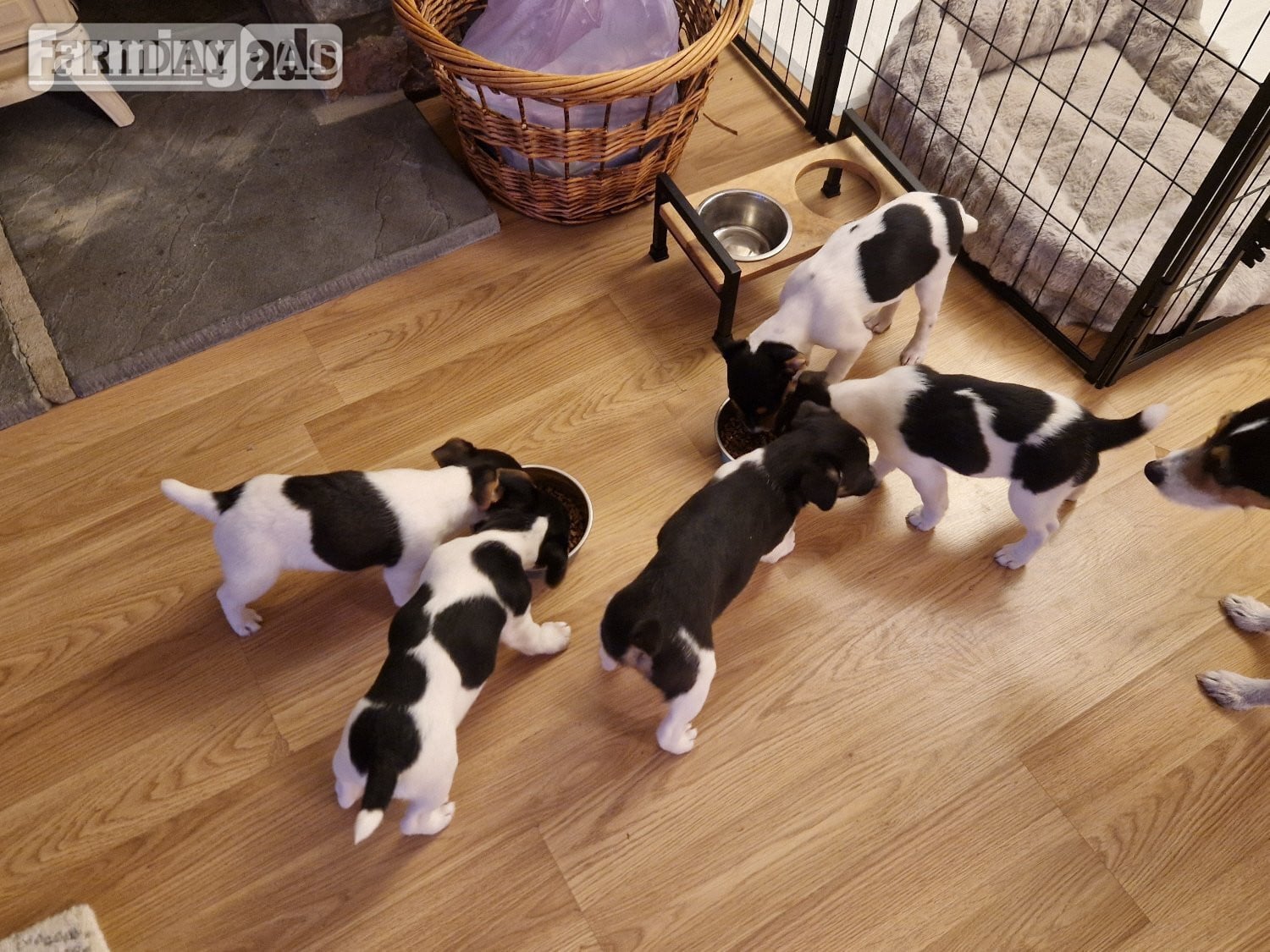 Jack Russell terriers 