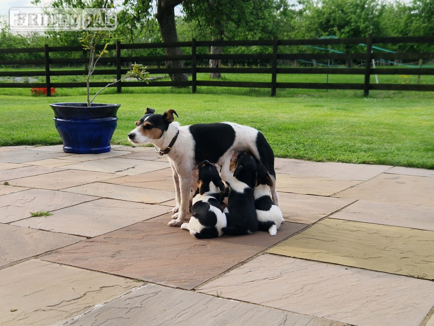 Jack Russell terriers  in Clevedon
