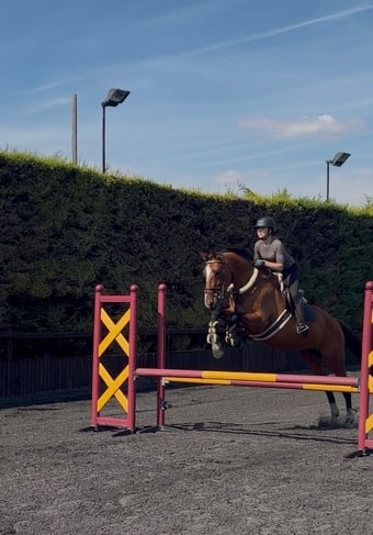 "Lola"  Mare All Rounder