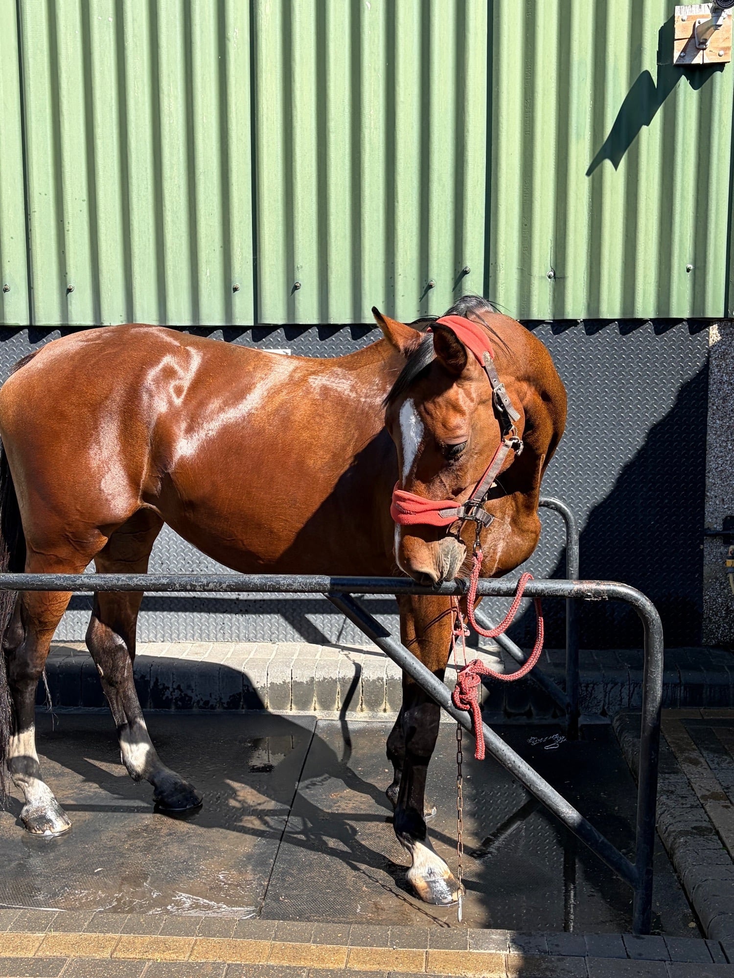 "Lola"  Mare All Rounder