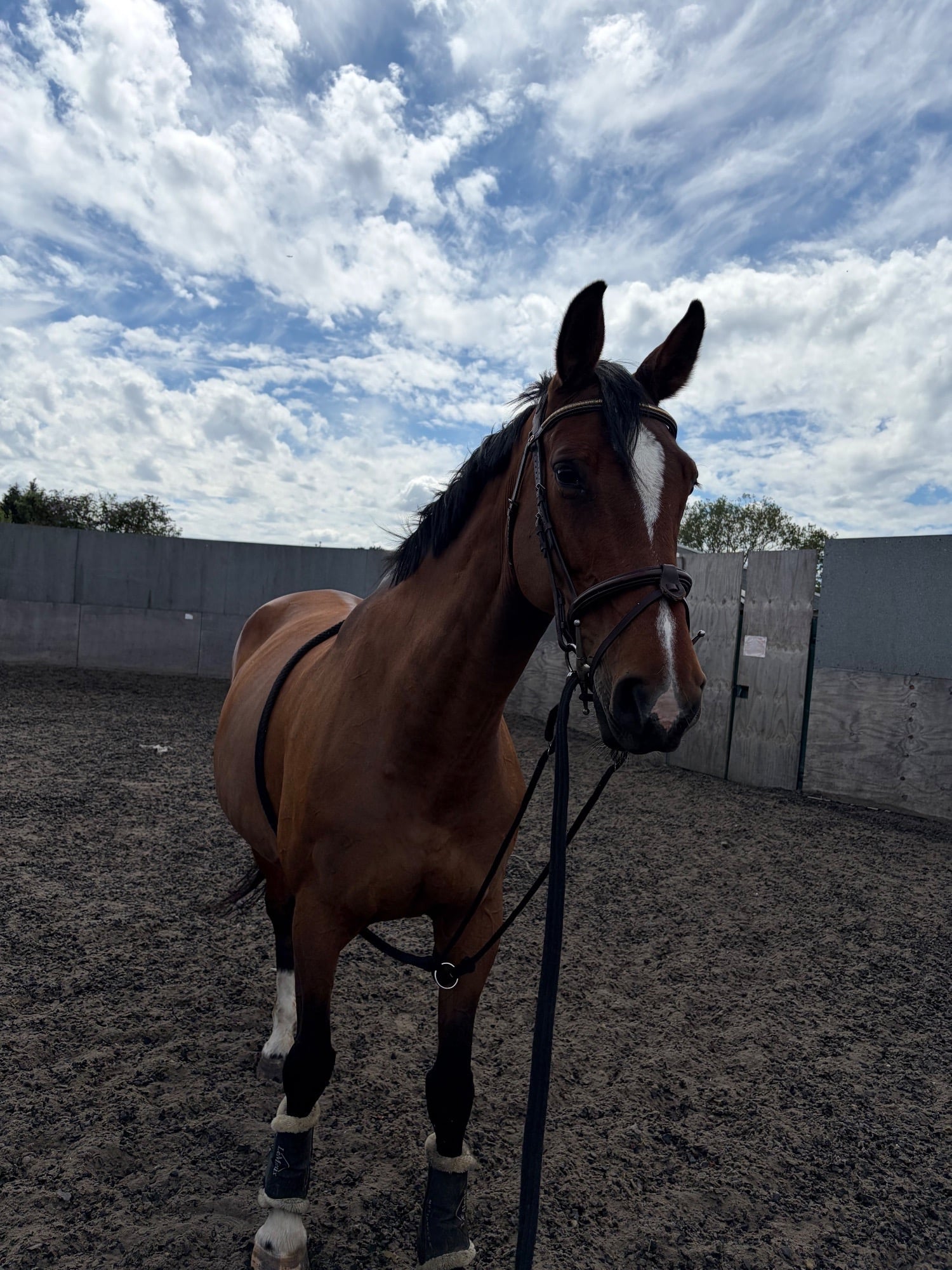 Romford "Lola"  Mare All Rounder