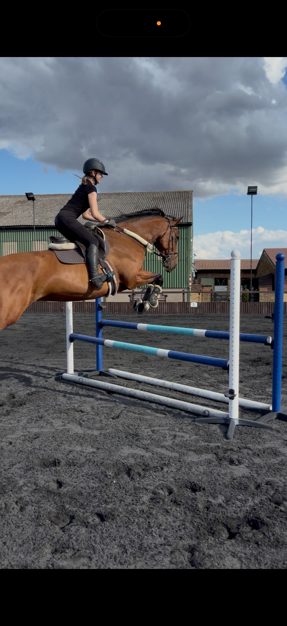 "Lola"  Mare All Rounder - Horses in Romford