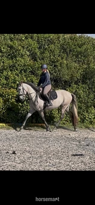 "Moose" Grey Gelding All Rounder