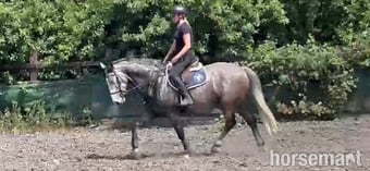 "TED" Grey Gelding All Rounder