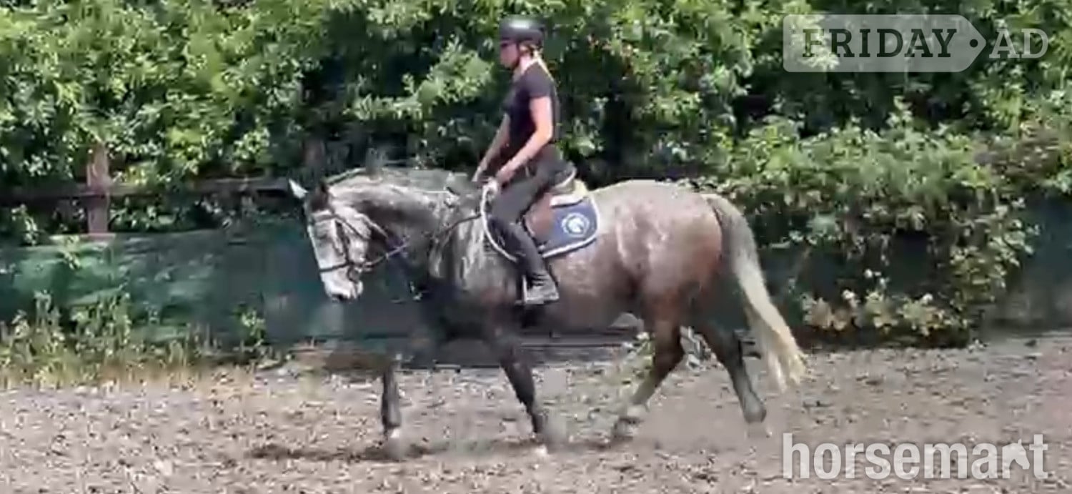 "TED" Grey Gelding All Rounder in Noak Hill