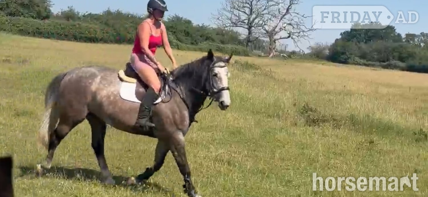 "TED" Grey Gelding All Rounder