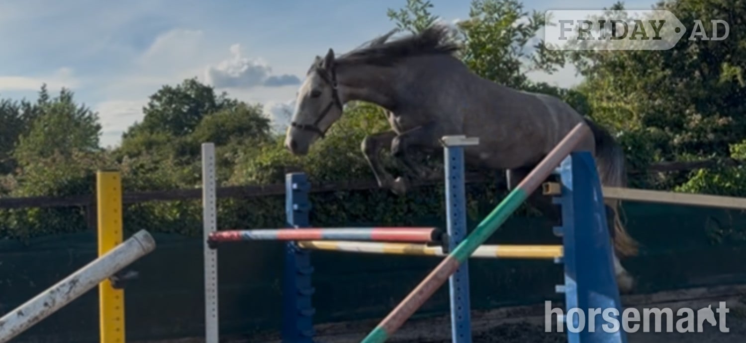 Noak Hill "TED" Grey Gelding All Rounder