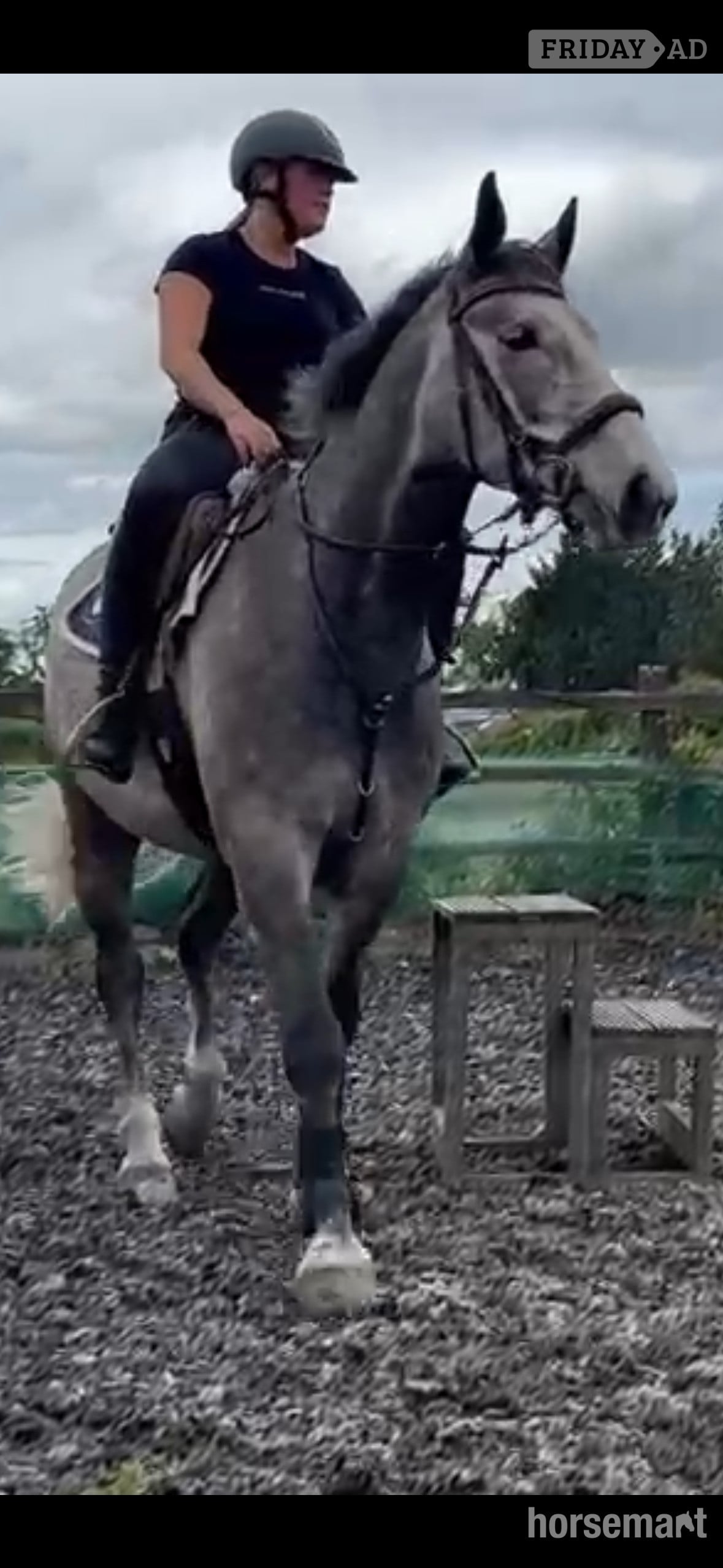 "TED" Grey Gelding All Rounder - Horses in Noak Hill