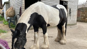 "Zeus" Piebald Gelding Cob/Heavy Horse