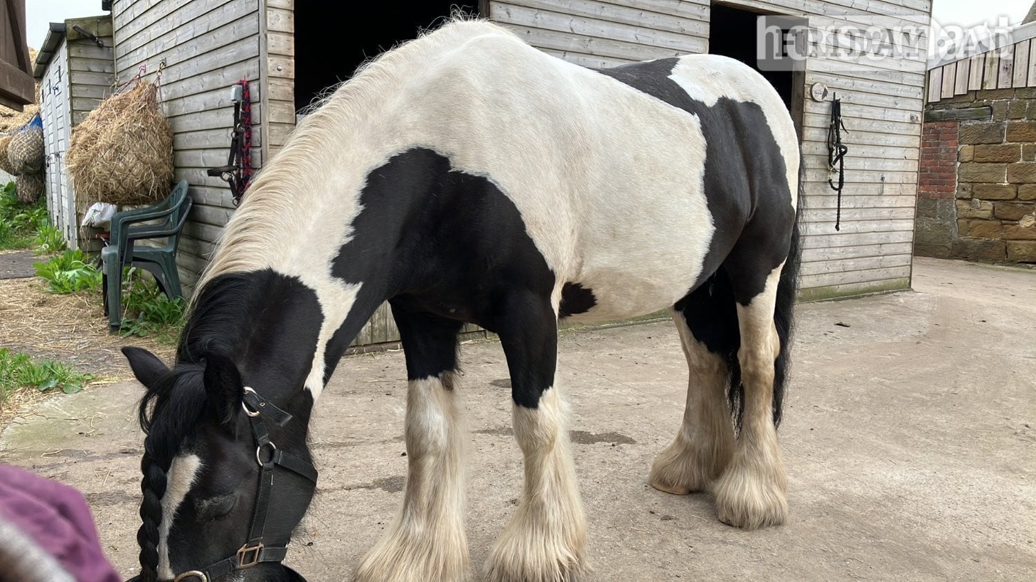 "Zeus" Piebald Gelding Cob/Heavy Horse in Redcar