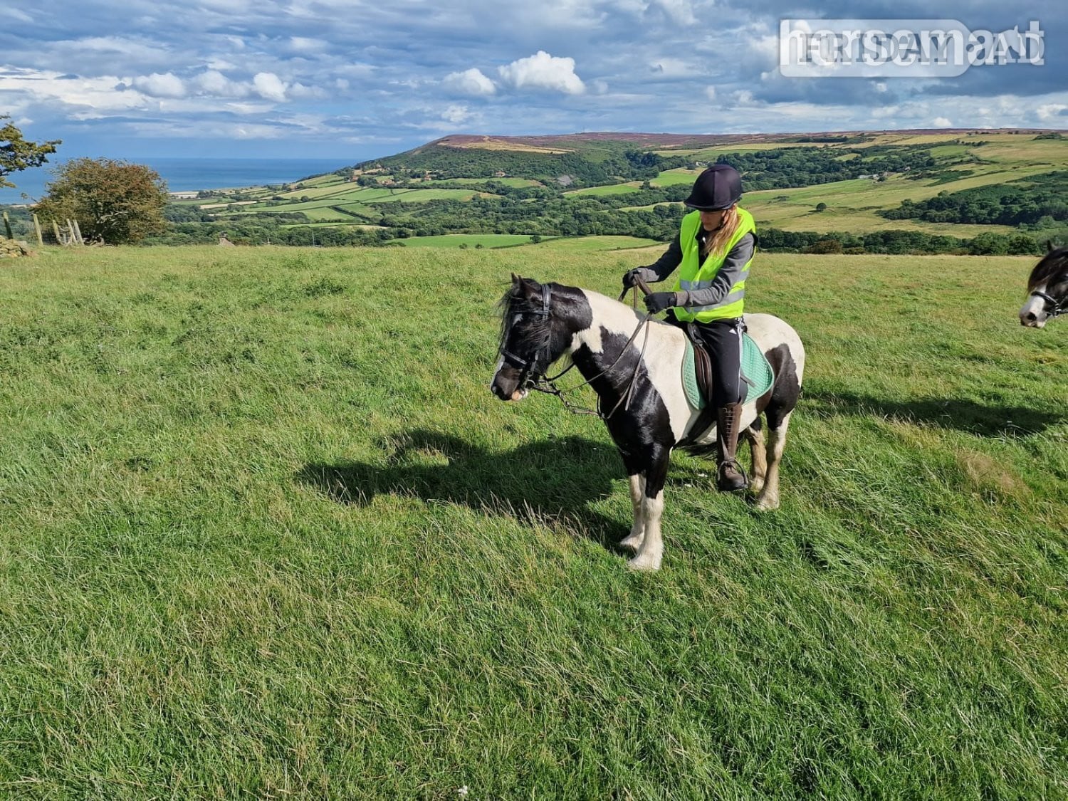 "Zeus" Piebald Gelding Cob/Heavy Horse