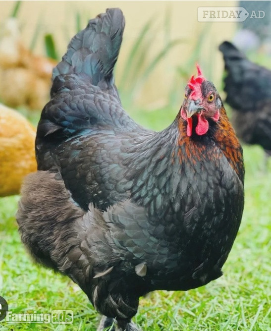 Point of Lays for Sale - Mixture of Breeds - Lancashire in Pilling