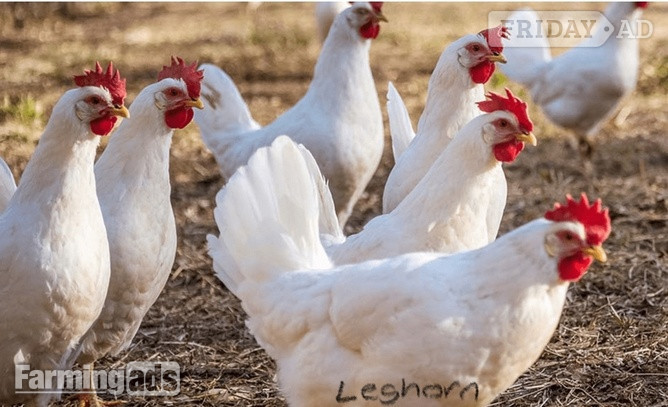 Point of Lays for Sale - Mixture of Breeds - Lancashire - Poultry in Pilling
