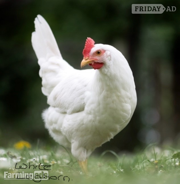 Point of Lays for Sale - Mixture of Breeds - Lancashire - Poultry
